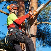 Élagage des arbres pour cet hiver