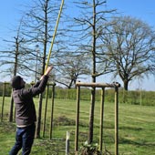 Taille de formation des arbustes au printemps