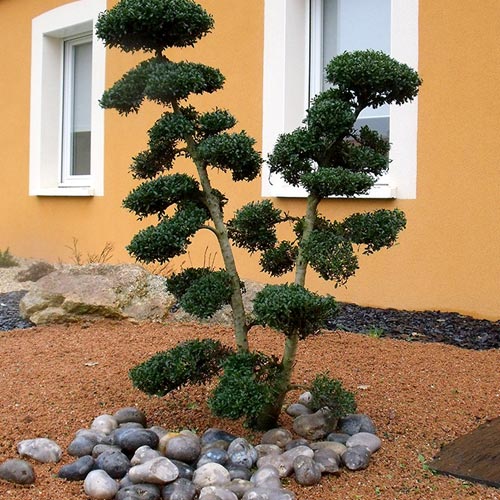 Création de dardin avec ambiance japonaise près de Nantes  