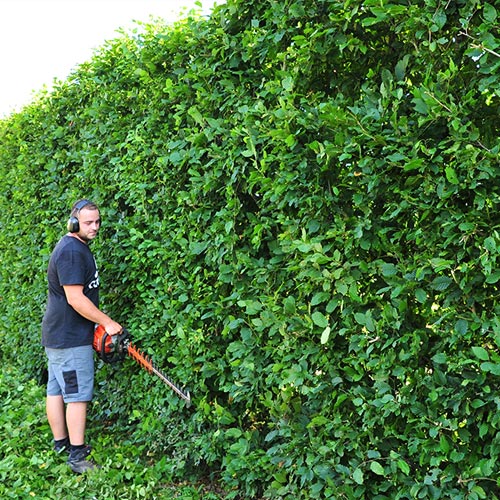 Contrat d'entretien jardinage et taille haire pour copropriété près de Clisson