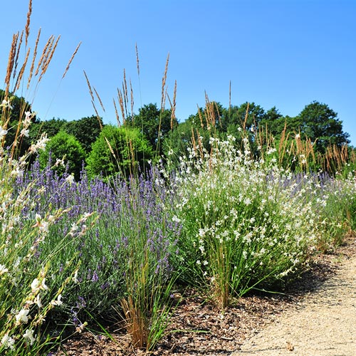 Aménagement de massif de fleurs en Vendée