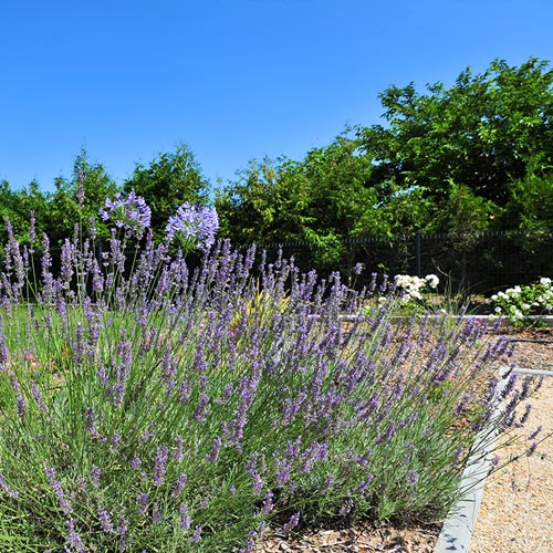 Plantation de lavande et entretien de jardins fleuris en Loire-Atlantique
