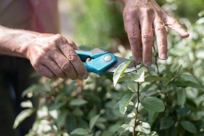 Entretien de jardin, Service à la Personne (SAP)