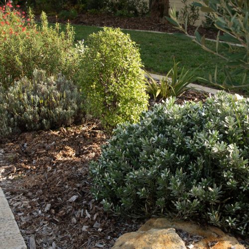 Article_Blog_Jardin_Bretaudeau_Paysagiste_9