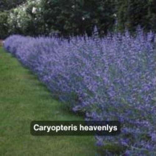 Caryopteris heavenlys – BRETAUDEAU Paysagiste