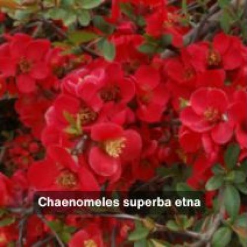 Chaenomeles superba etna – BRETAUDEAU Paysagiste