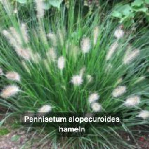 Pennisetum alopecuroides hameln – BRETAUDEAU Paysagiste