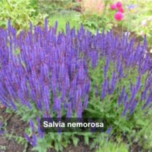 Salvia nemorosa – BRETAUDEAU Paysagiste