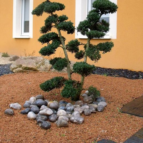 ambiance_japonisante_arbuste