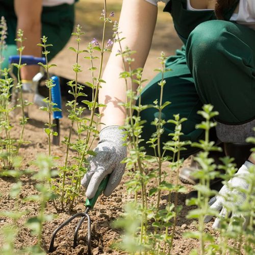 binage_bechage_entretien