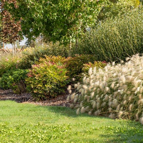 massif-plantes-bretaudeau