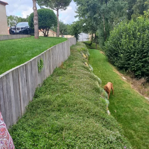 plantes-remplacant-le-gazon-phylla