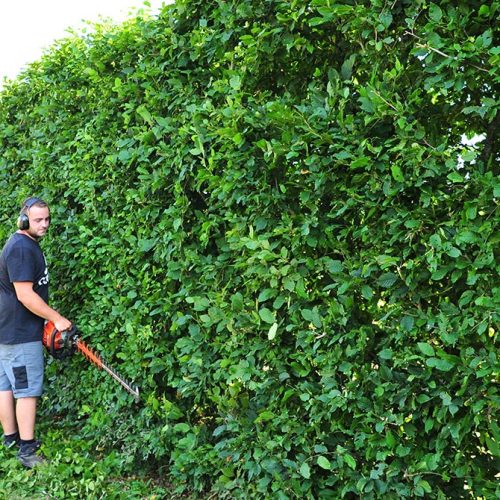 taille_haie_coproprietes